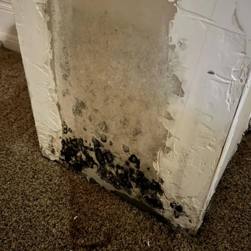 Professional Mold Removal in Hayward, CA